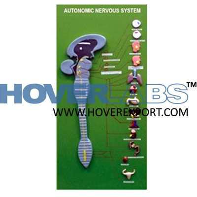 Autonomic Nervous System